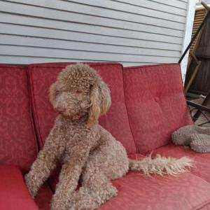Lost Dog Chaz