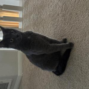 Image of Garty, Lost Cat