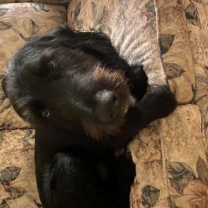 Image of Romeo, Lost Dog
