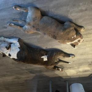 Lost Dog Joker and Deuce