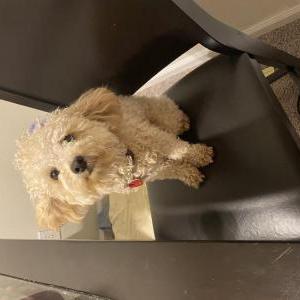 Lost Dog Papi