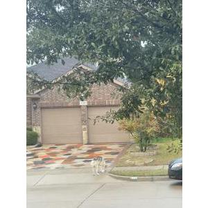 Found Dog Unknown