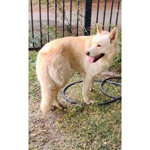 Found Dog Unknown