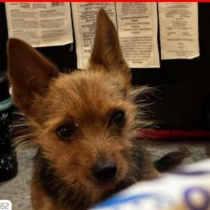 Lost Dog Luke