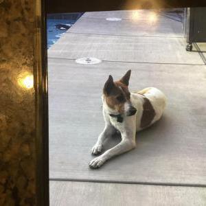 Lost Dog Riley