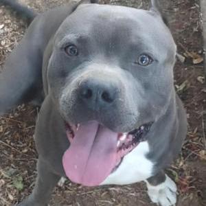 Image of Kota, Lost Dog