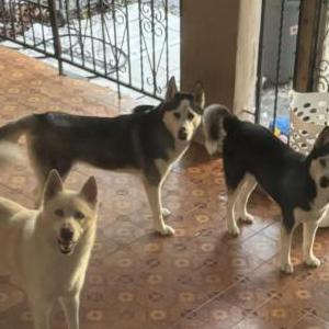 Lost Dog Ghost