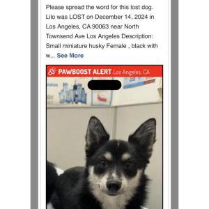Lost Dog Lilo