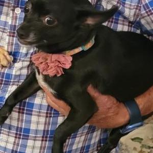 2nd Image of Rebel, Lost Dog