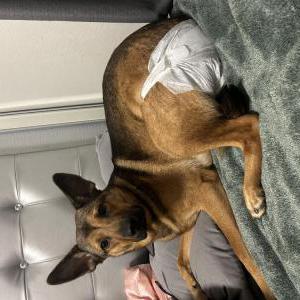 Lost Dog Nalu