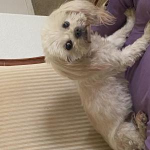 Lost Dog Sandy