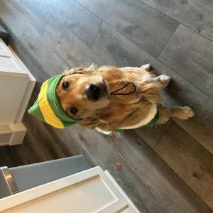 Image of Buddy, Lost Dog