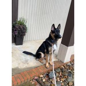 Lost Dog Santo