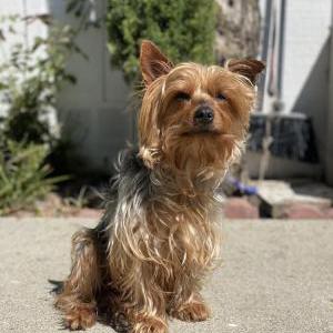 Lost Dog Kula