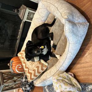 Lost Dog Rosie