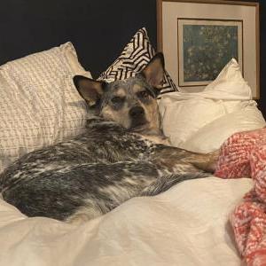 Lost Dog Sadie
