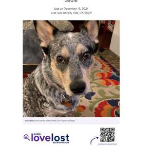 2nd Image of Sadie, Lost Dog