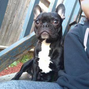 Lost Dog Kobe