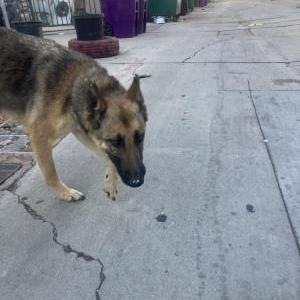 Found Dog Unknown