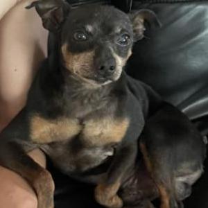Lost Dog Theodore