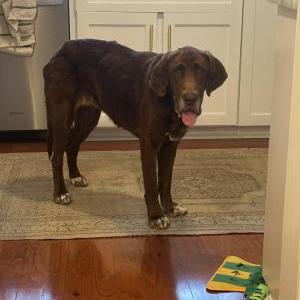 Found Dog Unknown
