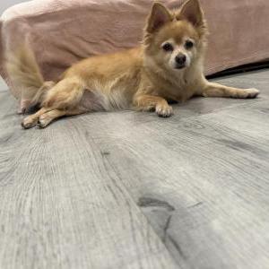 Lost Dog Bella