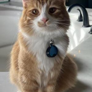 Image of Chewy, Lost Cat