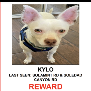 Lost Dog KYLO