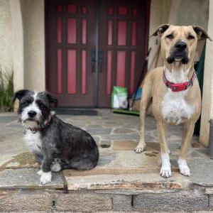 Image of Dolly and Mac, Lost Dog