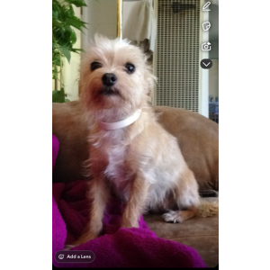 Lost Dog Isabella