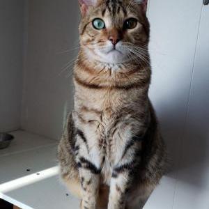 Image of Loki, Lost Cat
