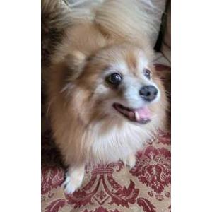 Image of Maxx, Lost Dog
