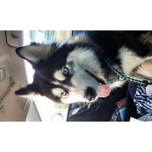 Lost Dog unknown