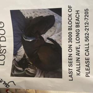 Lost Dog Gunner