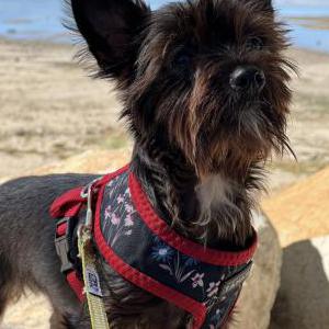 Lost Dog Luna