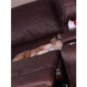 Lost Dog Maddox