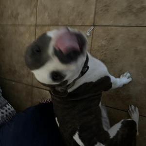 Lost Dog Chapó