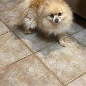 Found Dog Unknown