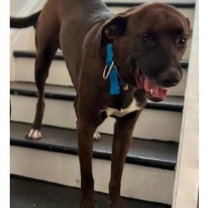 Image of Baine, Lost Dog