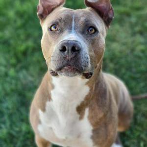 Image of Willow, Lost Dog