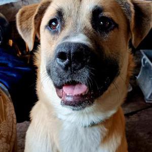Image of Copper, Lost Dog