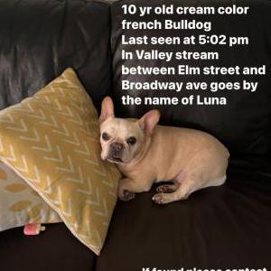 Lost Dog Luna