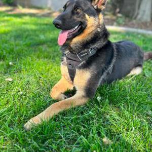 Lost Dog Rocco