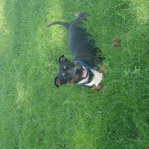 Lost Dog Onyx