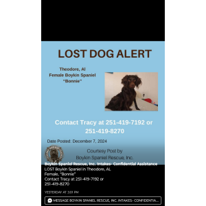 Image of Bonnie, Lost Dog