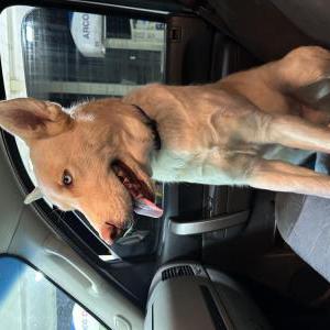 Lost Dog Azul