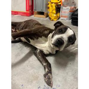 Found Dog Unknown