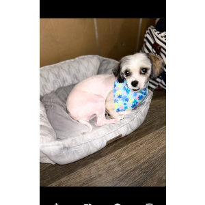 Lost Dog Noah Gomez