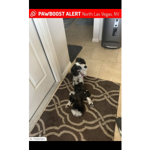 Lost Dog Diana Paschall