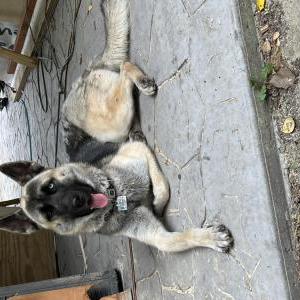 Lost Dog Astro